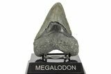 Fossil Megalodon Tooth - North Carolina #368042-2